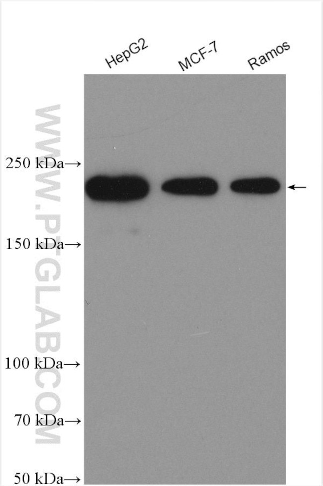BRD4 Antibody in Western Blot (WB)