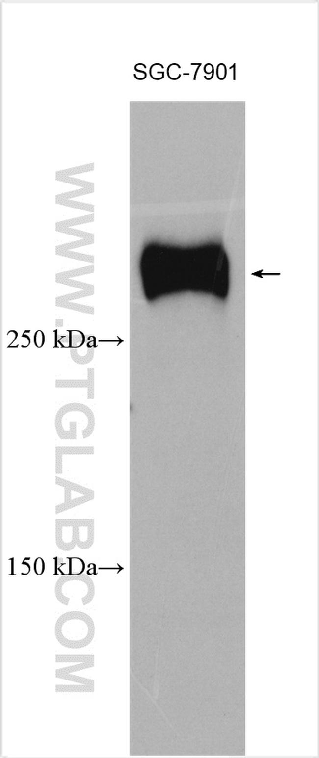 FLNC Antibody in Western Blot (WB)