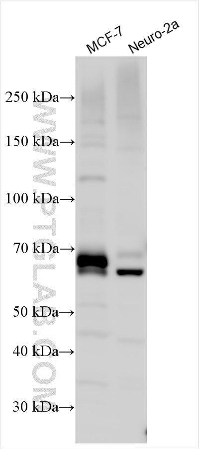 MTMR14 Antibody in Western Blot (WB)