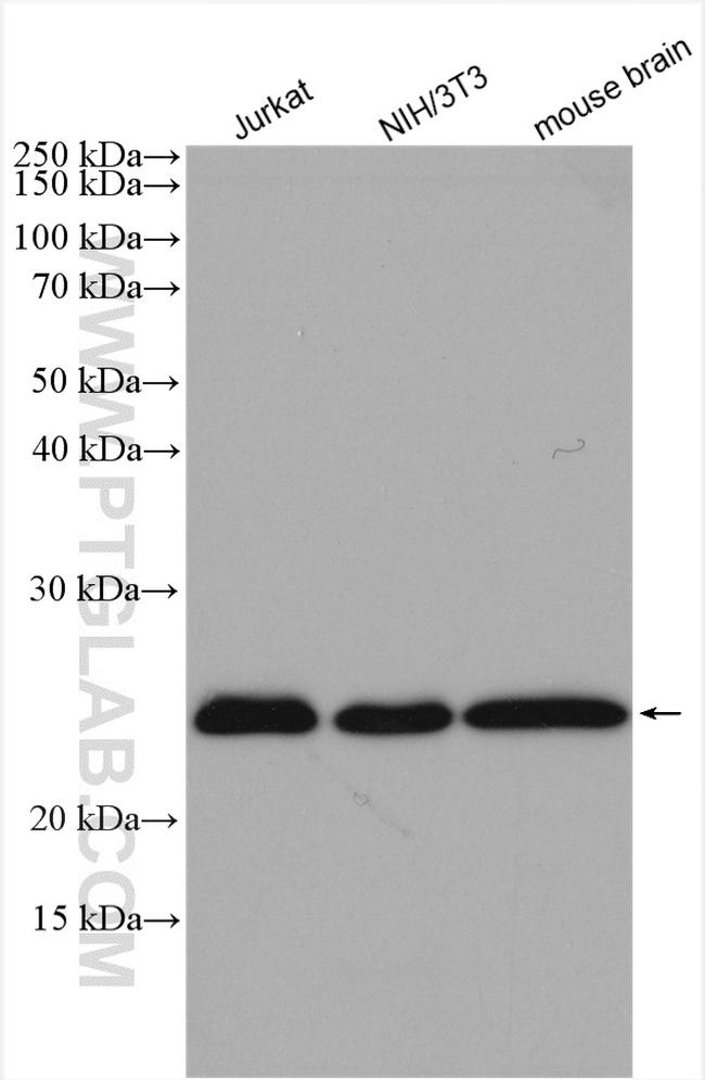 RAB11B Antibody in Western Blot (WB)