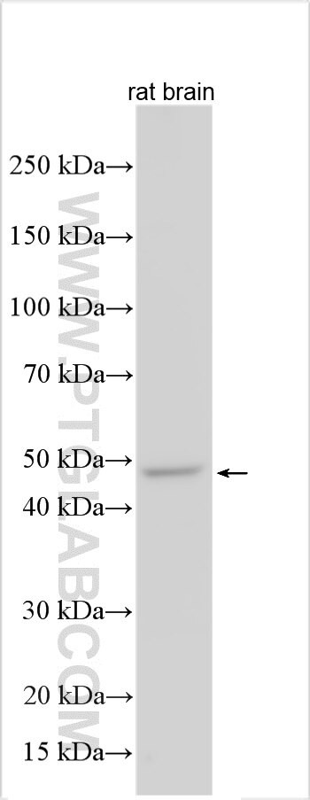 FIG4 Antibody in Western Blot (WB)