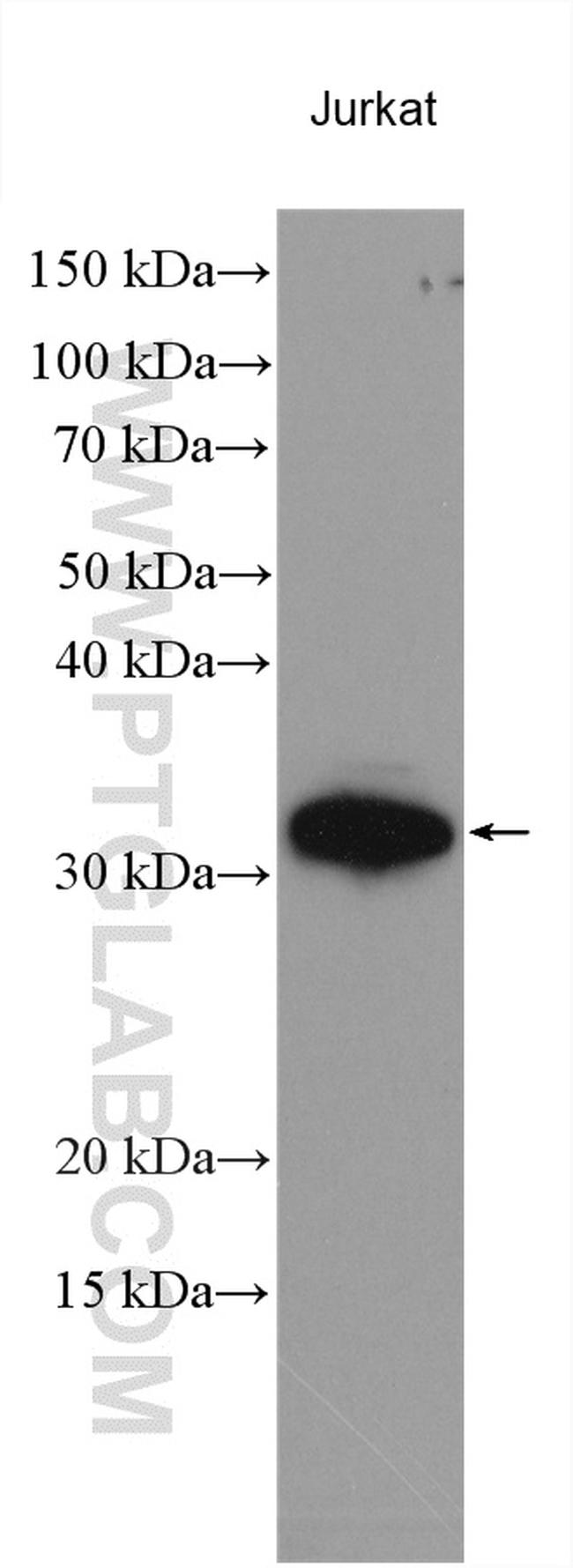 GCH1 Antibody in Western Blot (WB)