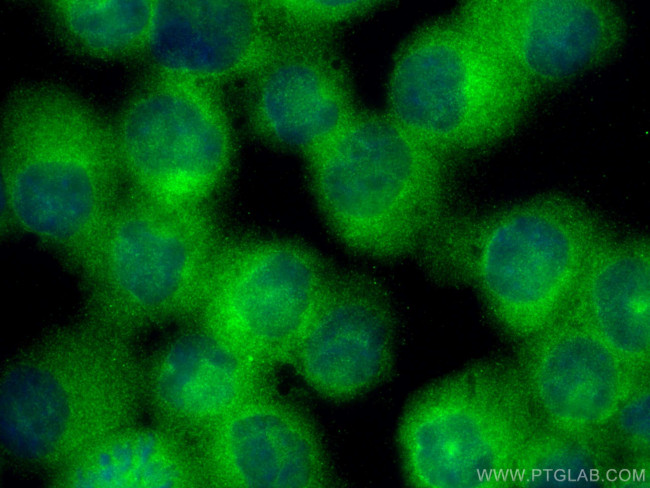 HSPA14 Antibody in Immunocytochemistry (ICC/IF)