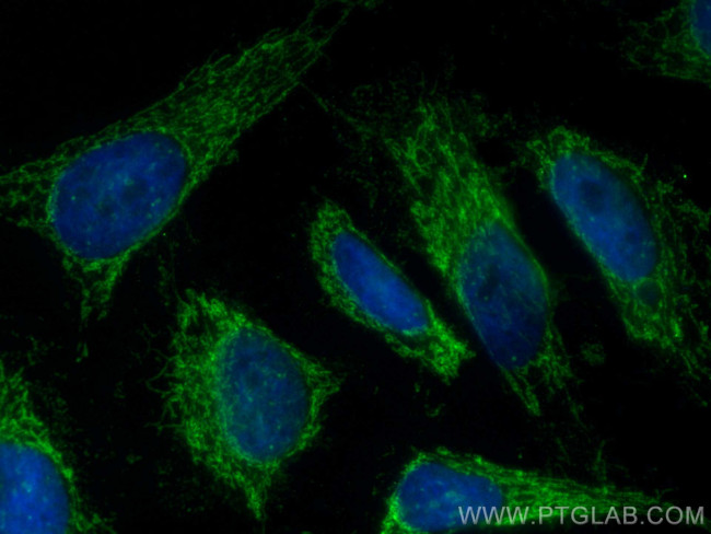 APOOL Antibody in Immunocytochemistry (ICC/IF)