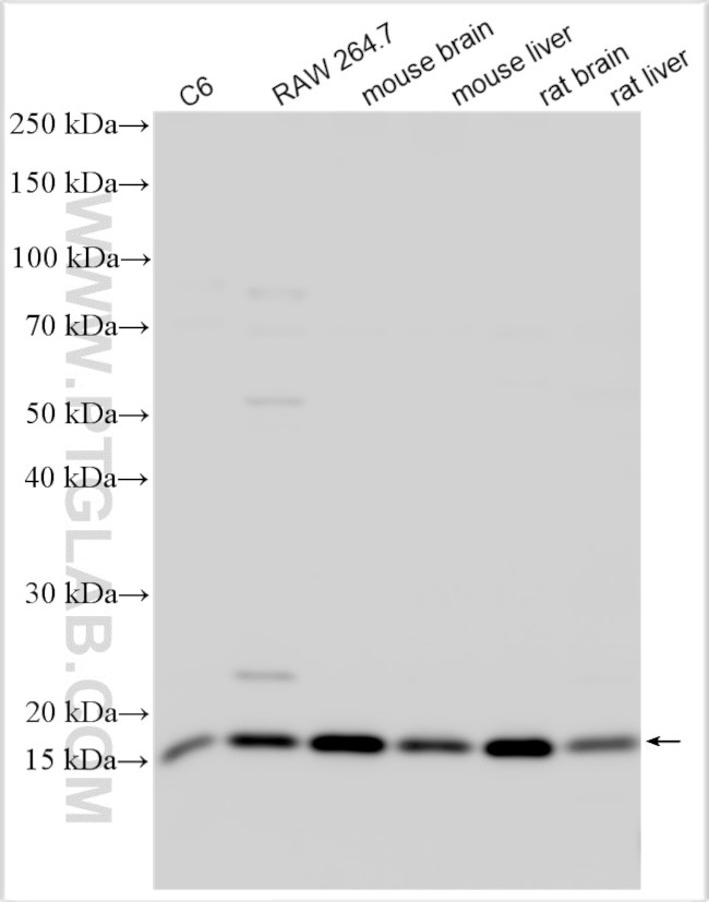 FUNDC1 Antibody in Western Blot (WB)
