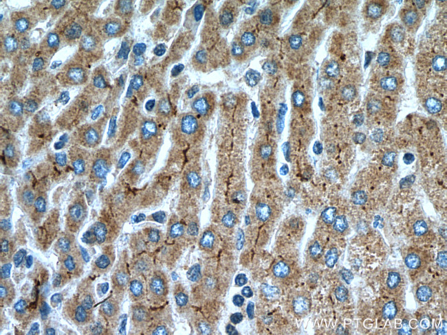 IGF1 Antibody in Immunohistochemistry (Paraffin) (IHC (P))
