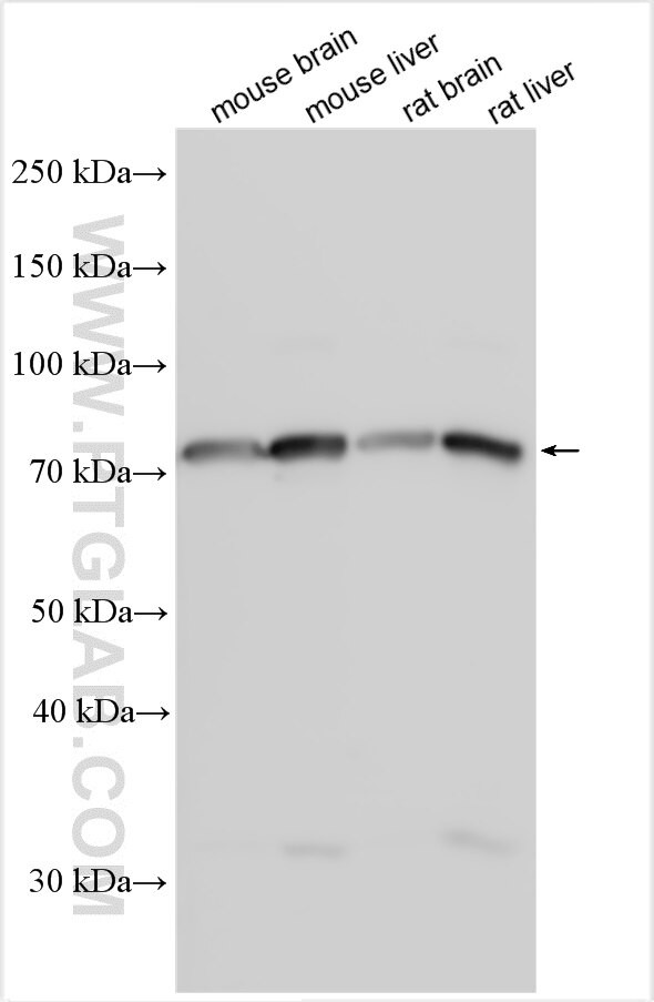 GABRA2 Antibody in Western Blot (WB)