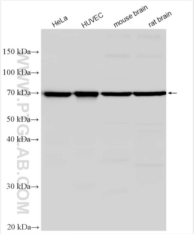 DLL1 Antibody in Western Blot (WB)