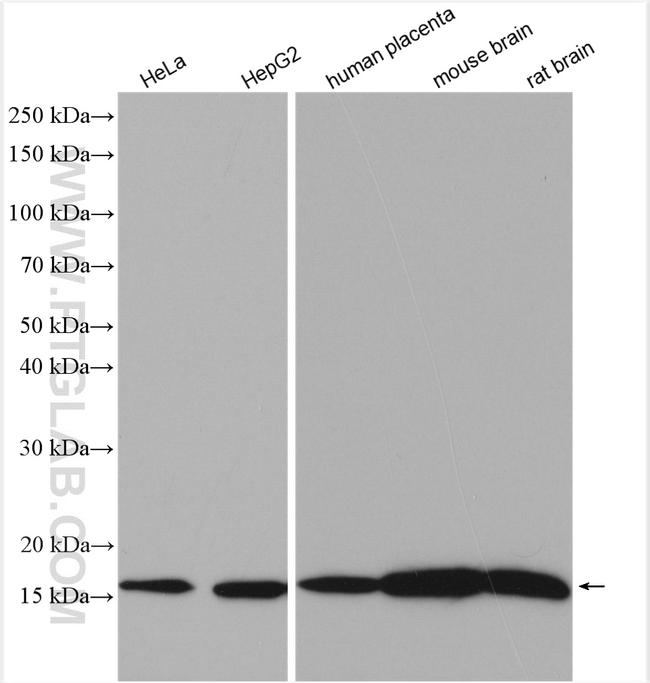 PDE6D Antibody in Western Blot (WB)