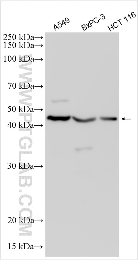 APOL3 Antibody in Western Blot (WB)