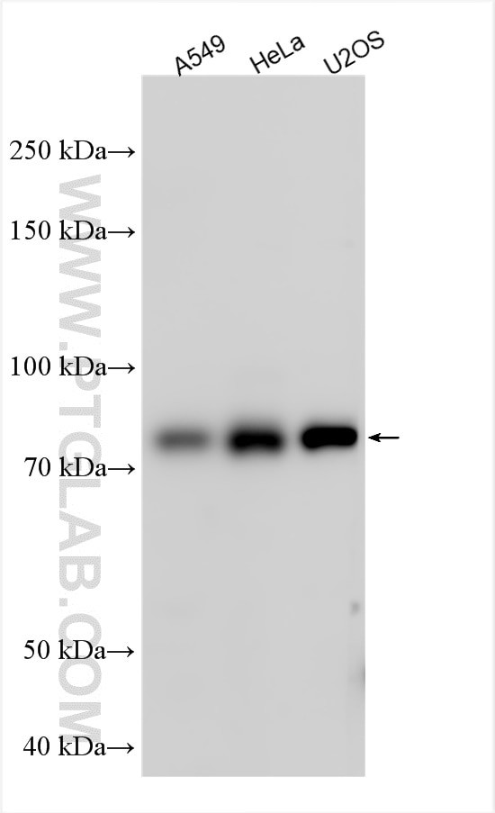 OATL1 Antibody in Western Blot (WB)