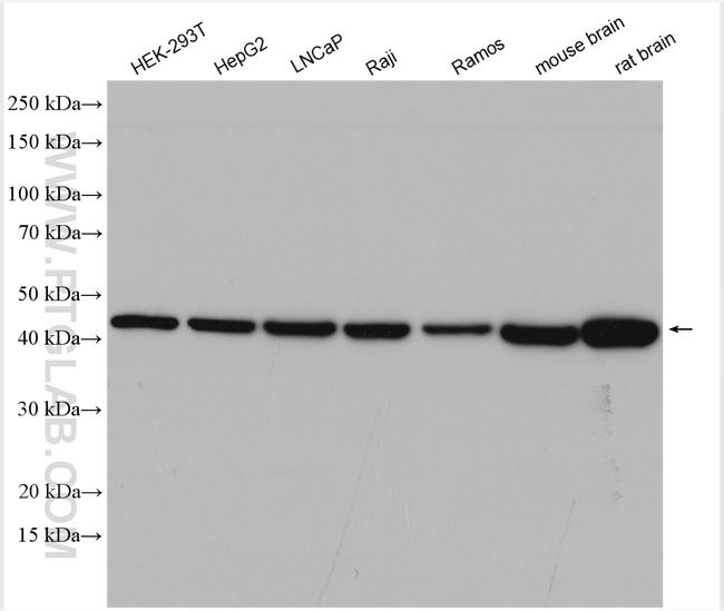 WNT16 Antibody in Western Blot (WB)