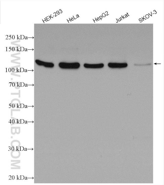 CDC2L1 Antibody in Western Blot (WB)