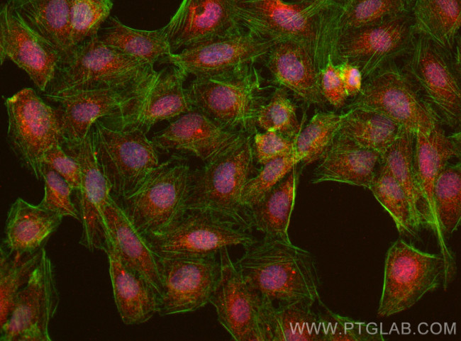 KLHL32 Antibody in Immunocytochemistry (ICC/IF)