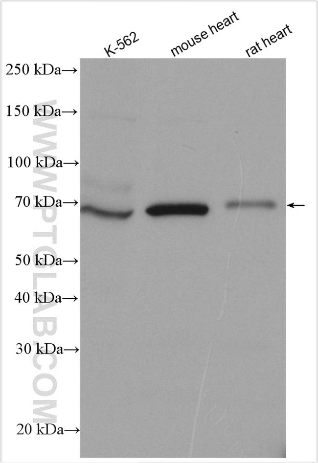 TLE2 Antibody in Western Blot (WB)