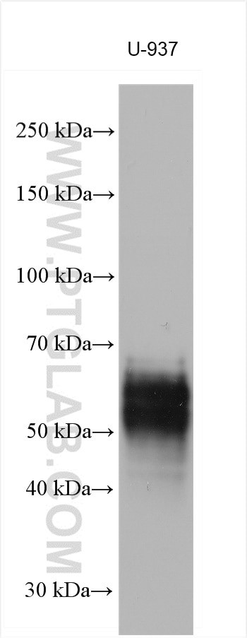 CLEC12A Antibody in Western Blot (WB)