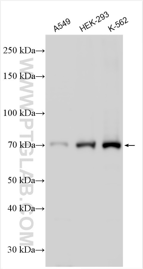 WDCP Antibody in Western Blot (WB)