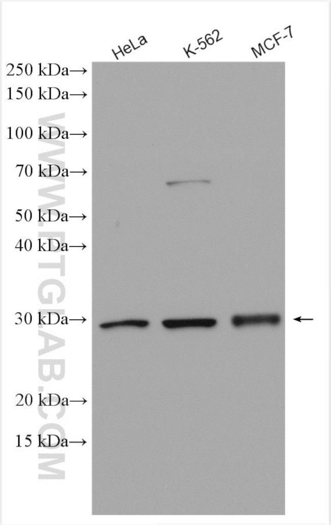 PACT Antibody in Western Blot (WB)