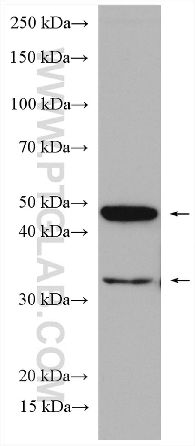 ORAI1 Antibody in Western Blot (WB)
