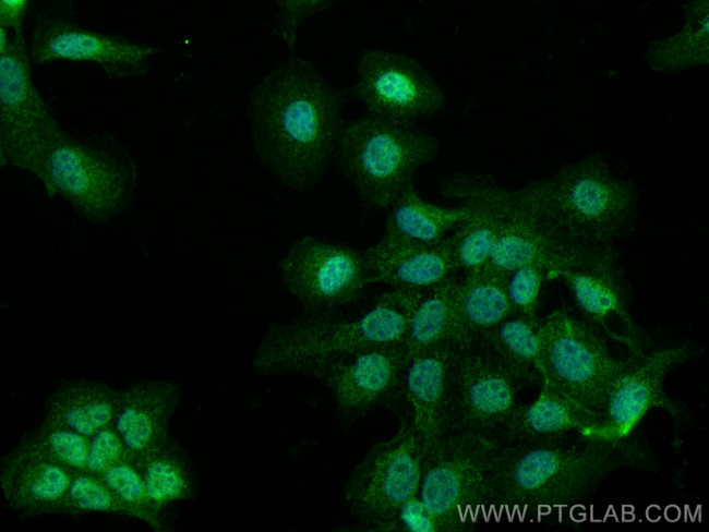 C15orf55 Antibody in Immunocytochemistry (ICC/IF)