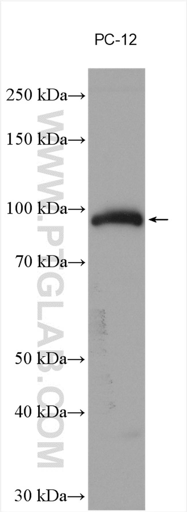 Chromogranin B Antibody in Western Blot (WB)