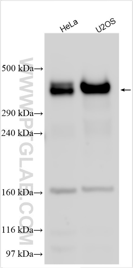 SP7 Antibody in Western Blot (WB)