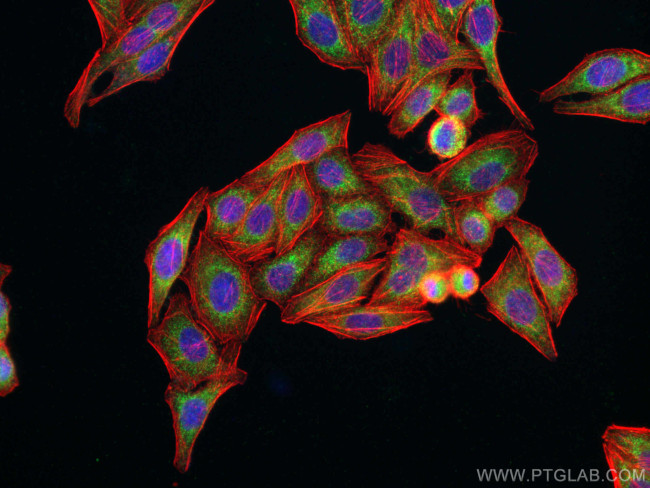 GREB1 Antibody in Immunocytochemistry (ICC/IF)