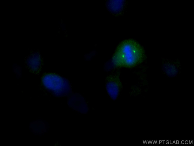 CEP192 Antibody in Immunocytochemistry (ICC/IF)