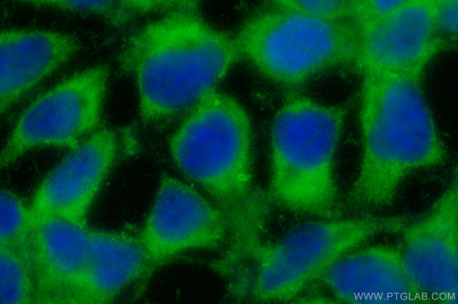 METAP1 Antibody in Immunocytochemistry (ICC/IF)