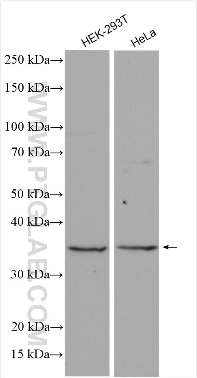 RALYL Antibody in Western Blot (WB)