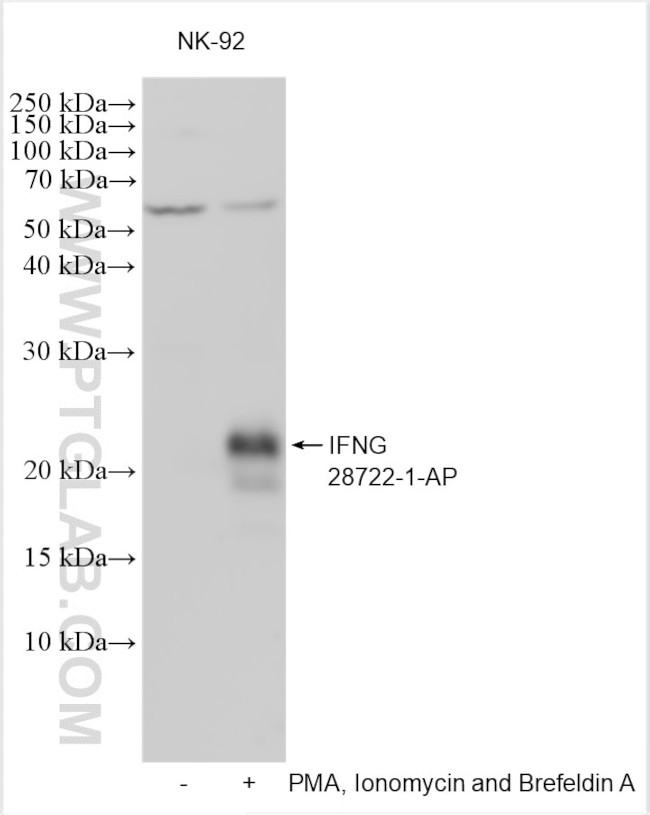 IFN gamma Antibody in Western Blot (WB)