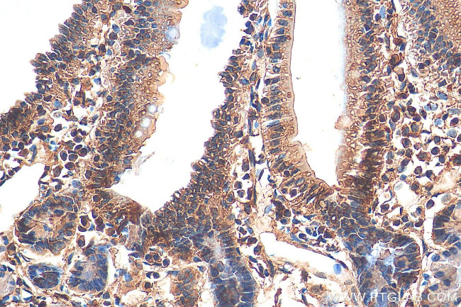 AHR Antibody in Immunohistochemistry (Paraffin) (IHC (P))