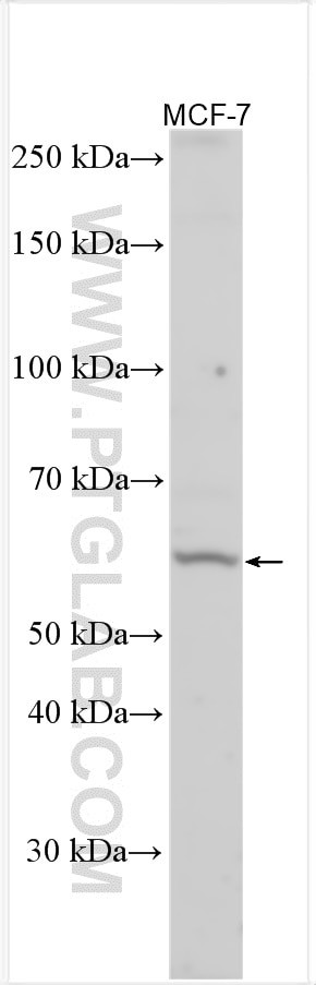 HRH1 Antibody in Western Blot (WB)