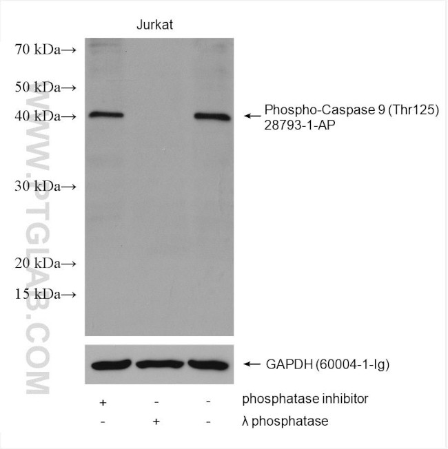 Phospho-Caspase 9 (Thr125) Antibody in Western Blot (WB)