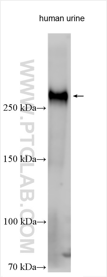 LTBP2 Antibody in Western Blot (WB)
