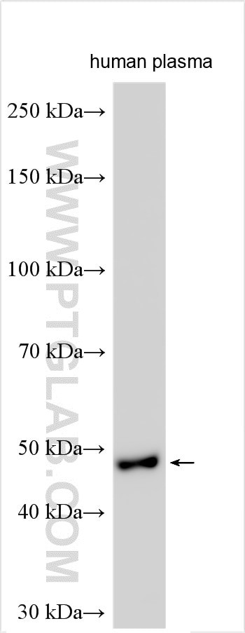 PCOLCE Antibody in Western Blot (WB)