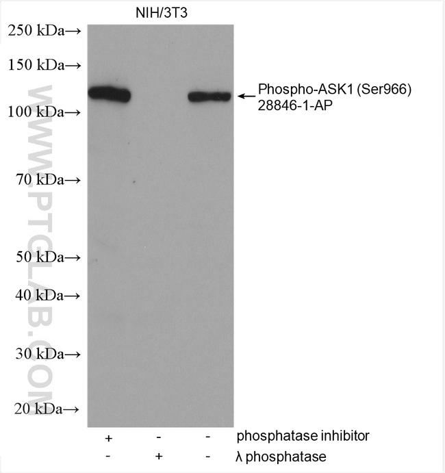 Phospho-ASK1 (Ser966) Antibody in Western Blot (WB)