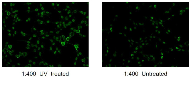 Phospho-JUN (Ser73) Antibody in Immunocytochemistry (ICC/IF)