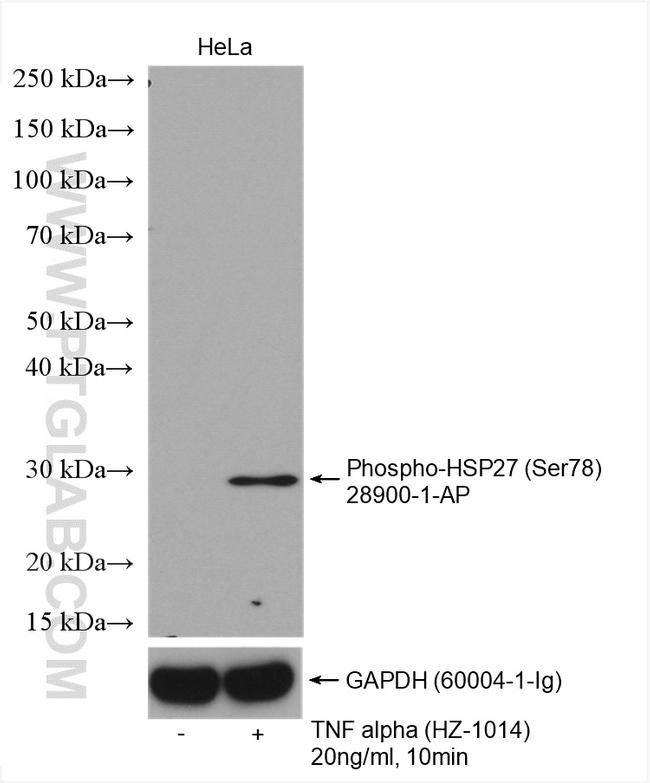 Phospho-HSP27 (Ser78) Antibody in Western Blot (WB)