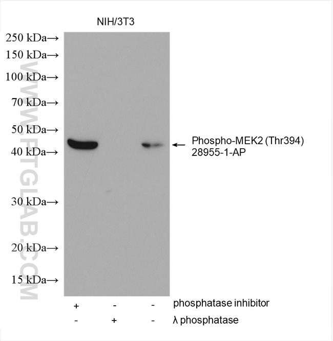 Phospho-MAP2K2 (Thr394) Antibody in Western Blot (WB)