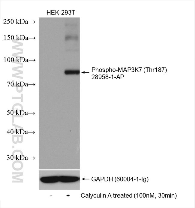 Phospho-MAP3K7 (Thr187) Antibody in Western Blot (WB)