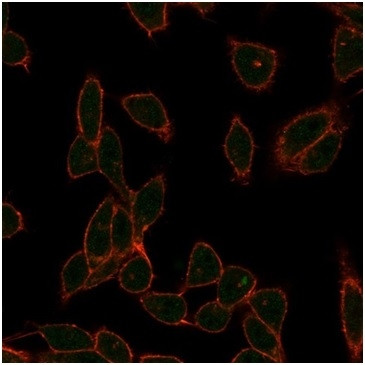 ZC3H7A (Transcription Factor) Antibody in Immunocytochemistry (ICC/IF)