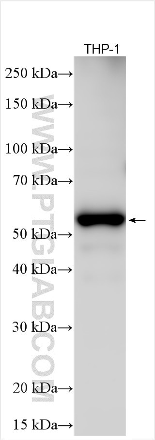 RIP3 Antibody in Western Blot (WB)