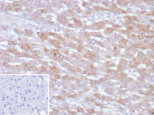 PHPT1 Antibody in Immunohistochemistry (Paraffin) (IHC (P))