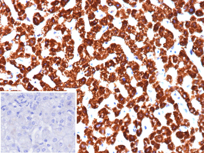 PHPT1 Antibody in Immunohistochemistry (Paraffin) (IHC (P))