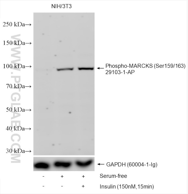Phospho-MARCKS (Ser159, Ser163) Antibody in Western Blot (WB)