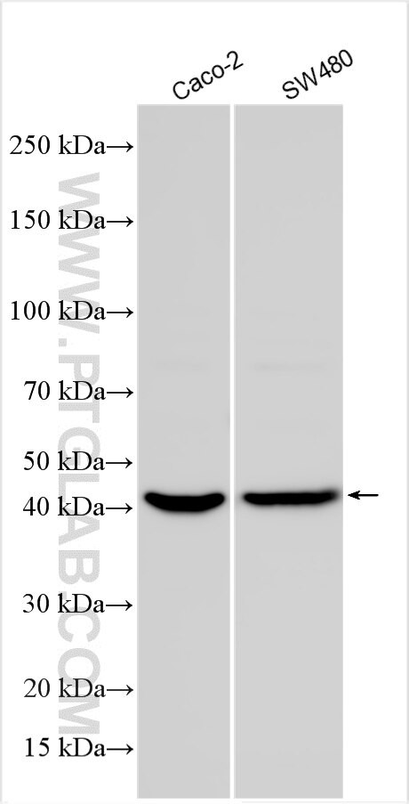 SEC22A Antibody in Western Blot (WB)