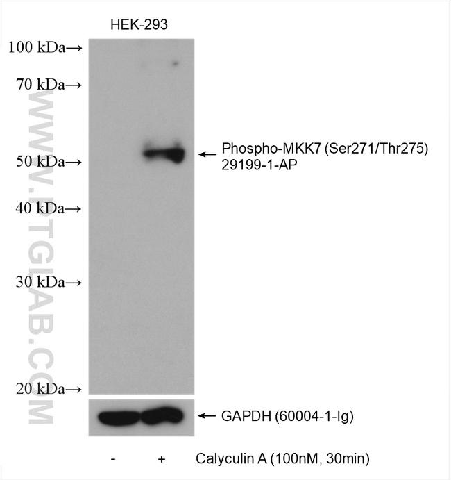 Phospho-MAP2K7 (Ser271, Thr275) Antibody in Western Blot (WB)