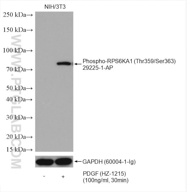 Phospho-RPS6KA1 (Thr359, Ser363) Antibody in Western Blot (WB)