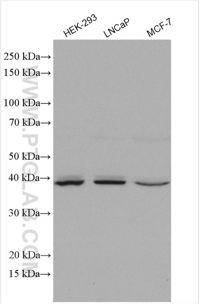 HOMER2 Antibody in Western Blot (WB)